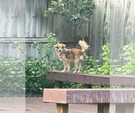 Small #4 Chihuahua