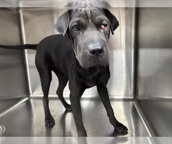 Medium Photo #1 Chinese Shar-Pei-Unknown Mix Puppy For Sale in Grand Prairie, TX, USA