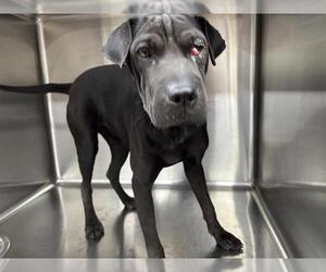 Chinese Shar-Pei-Unknown Mix Dogs for adoption in Grand Prairie, TX, USA