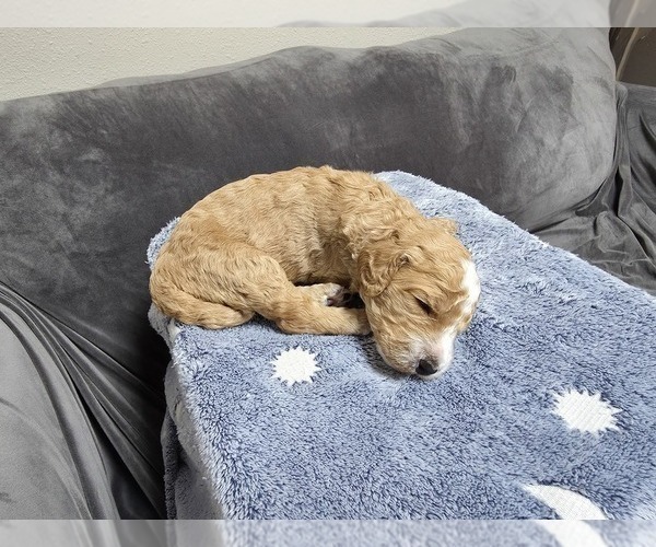Medium Photo #4 Goldendoodle Puppy For Sale in COLLINSVILLE, IL, USA