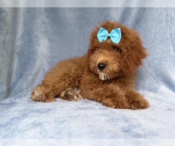 Medium Photo #6 Cockapoo (Miniature) Puppy For Sale in LAKELAND, FL, USA