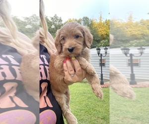 Goldendoodle Puppy for sale in NEWTON, NC, USA