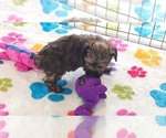 Small #10 Yorkipoo