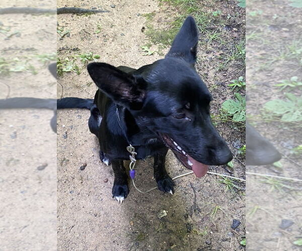 Medium Photo #4 Mutt Puppy For Sale in Brewster, NY, USA