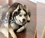Small #1 Siberian Husky