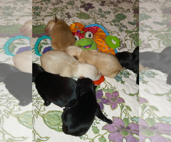 Medium Photo #3 Scottish Terrier Puppy For Sale in ALAMOGORDO, NM, USA