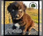 Puppy Apollo Australian Shepherd