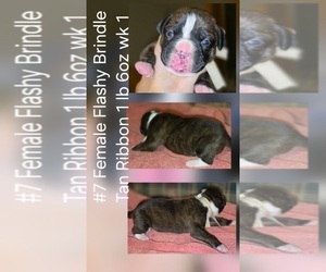 Boxer Puppy for Sale in LINN GROVE, Indiana USA