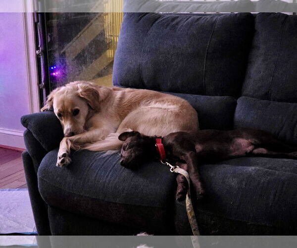 Medium Photo #7 German Shepherd Dog-Retriever  Mix Puppy For Sale in Virginia Beach, VA, USA