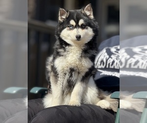 Pomsky Puppy for sale in WOODSTOCK, IL, USA