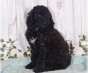 Goldendoodle Puppy for sale in PENNS CREEK, PA, USA