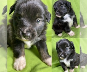 Miniature Australian Shepherd Puppy for sale in BROOKER, FL, USA