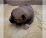 Small #12 Pomsky
