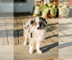 Australian Shepherd Puppy for sale in LA RUE, OH, USA