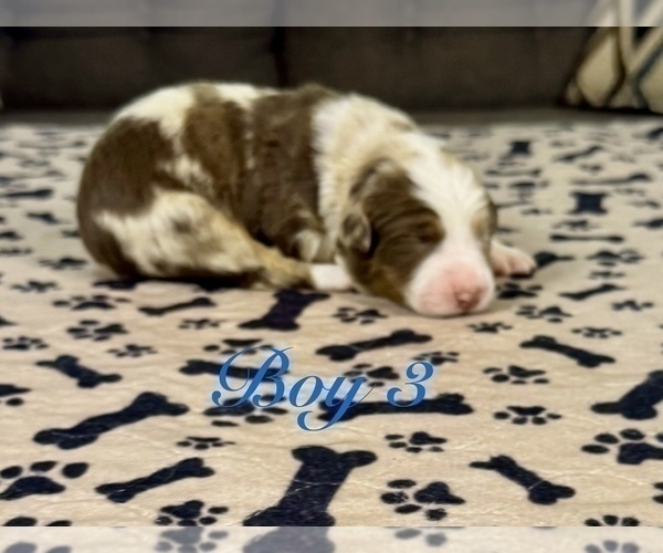 Medium Photo #59 Australian Shepherd Puppy For Sale in SALISBURY, NC, USA