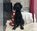 Small Photo #1 Labradoodle Puppy For Sale in GREENCASTLE, PA, USA