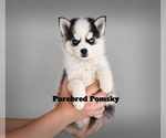 Small #5 Pomsky