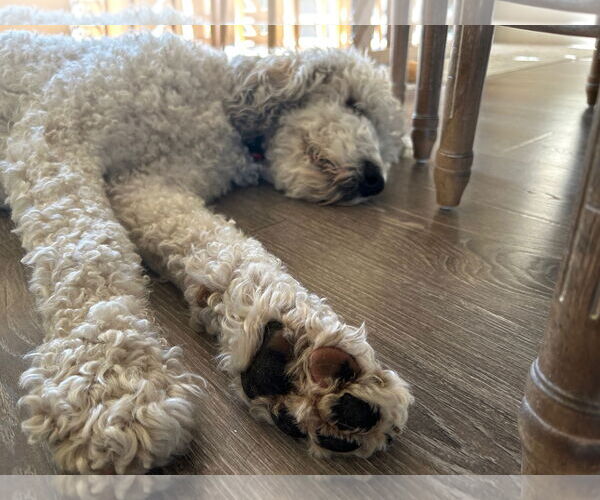 Medium Photo #12 Mutt Puppy For Sale in Sandy, UT, USA