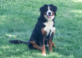 Mother of the Bernese Mountain Dog puppies born on 01/04/2019