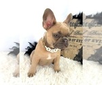 Small #3 French Bulldog