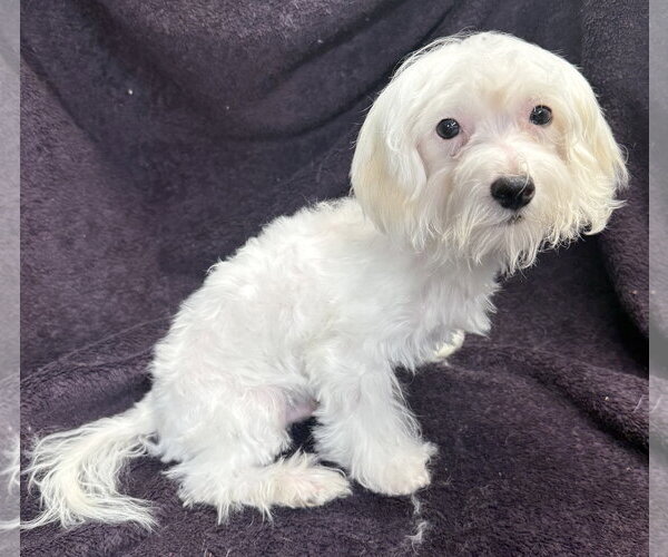 Medium Photo #2 Maltese Puppy For Sale in Wheaton, IL, USA
