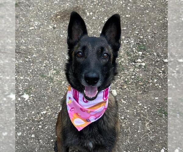 Medium Photo #1 Mutt Puppy For Sale in San Antonio, TX, USA