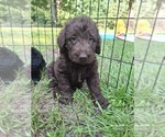 Puppy Delta Labradoodle