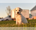 Small Photo #1 Labrador Retriever Puppy For Sale in KALONA, IA, USA