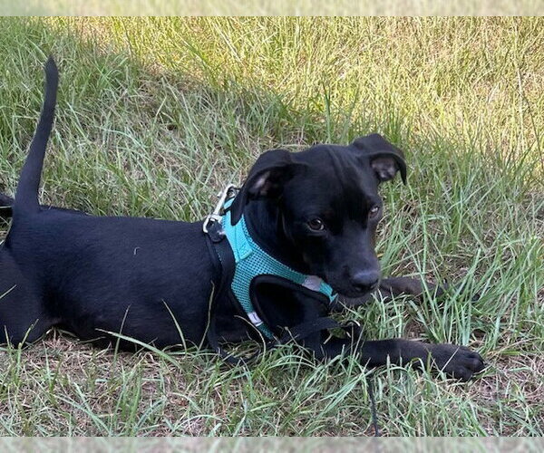 Medium Photo #6 Bulldog-Labrador Retriever Mix Puppy For Sale in Tarrytown, GA, USA