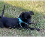 Small Photo #6 Bulldog-Labrador Retriever Mix Puppy For Sale in Tarrytown, GA, USA