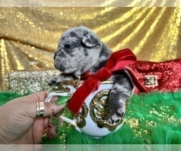 Medium Photo #7 French Bulldog Puppy For Sale in HAYWARD, CA, USA