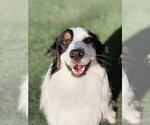Small Australian Shepherd