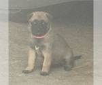 Small Photo #5 Belgian Malinois Puppy For Sale in BURNINGTOWN, NC, USA