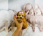 Small #21 Poodle (Toy)