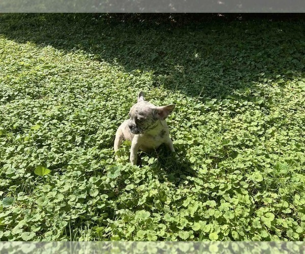 Medium Photo #4 French Bulldog Puppy For Sale in CUMMING, GA, USA