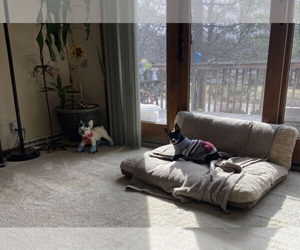 Medium Photo #5 Chihuahua-Unknown Mix Puppy For Sale in Wheaton, IL, USA