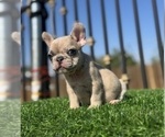 Small French Bulldog