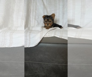 Yorkshire Terrier Litter for sale in BENSON, NC, USA