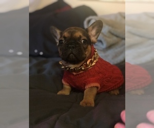 French Bulldog Puppy for sale in PUYALLUP, WA, USA