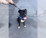 Small #11 American Staffordshire Terrier-Boxer Mix