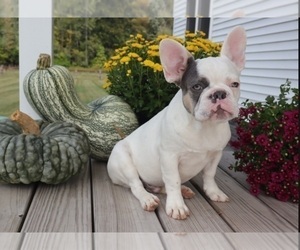 French Bulldog Puppy for sale in INDIANAPOLIS, IN, USA