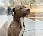 Small Labrador Retriever Mix