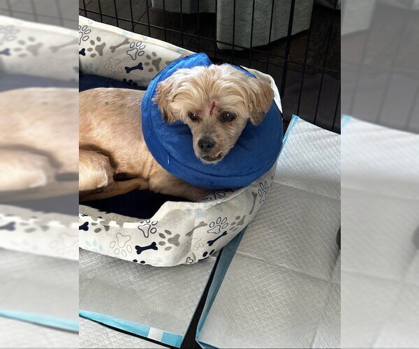 Medium Photo #2 Cock-A-Poo-Unknown Mix Puppy For Sale in Holland, MI, USA