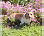 Small Photo #1 Pembroke Welsh Corgi Puppy For Sale in SPRINGFIELD, MO, USA