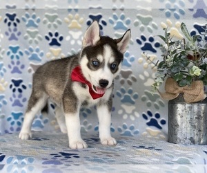 Pomsky-Siberian Husky Mix Puppy for sale in LANCASTER, PA, USA