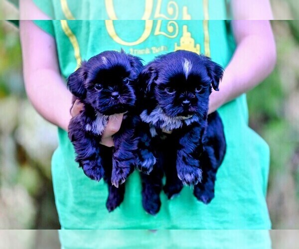 Medium Photo #2 Shih Tzu Puppy For Sale in DISPUTANTA, VA, USA