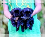 Small Photo #2 Shih Tzu Puppy For Sale in DISPUTANTA, VA, USA