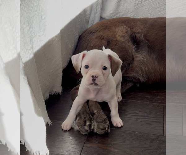 Medium Photo #2 Boxer-Unknown Mix Puppy For Sale in The Woodlands, TX, USA