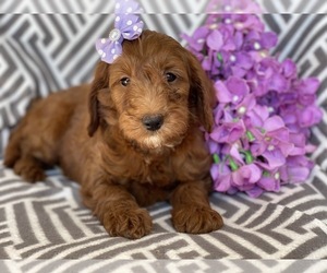 Goldendoodle-Poodle (Miniature) Mix Puppy for sale in CEDAR LANE, PA, USA