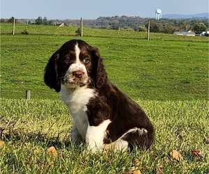 English Springer Spaniel Puppy for sale in NEWVILLE, PA, USA